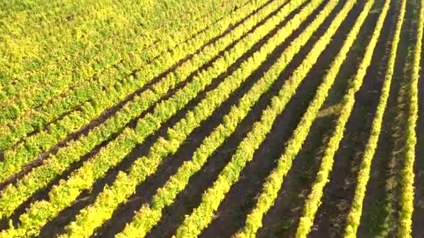 Epic Aerial Drone Movie Vineyard Late Afternoon Lights — Stock Video
