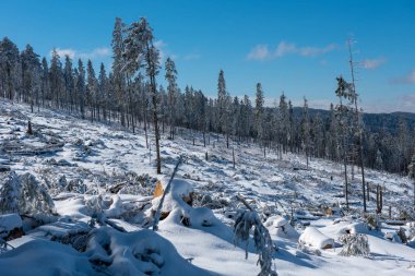 Güçlü bir kar fırtınasından etkilenen çam ağacı ormanı yok edildi. Doğal afet 