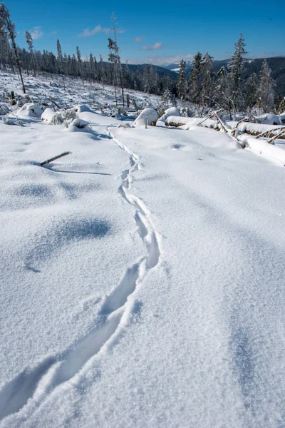 Zimní Borovicový Les Zničen Zasažen Silnou Sněhovou Bouří Přírodní Katastrofa — Stock fotografie