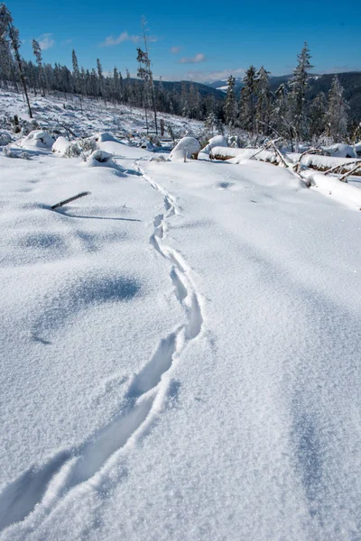 冬の松の木の森は 強力な吹雪の影響を受けて破壊された 自然災害 — ストック写真