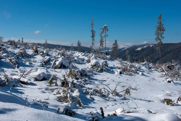 Zimowy Las Sosnowy Zniszczony Przez Potężną Burzę Śnieżną Katastrofa Naturalna — Zdjęcie stockowe