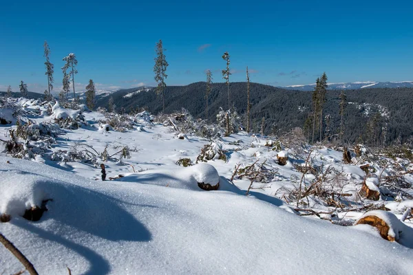 Zimowy Las Sosnowy Zniszczony Przez Potężną Burzę Śnieżną Katastrofa Naturalna — Zdjęcie stockowe