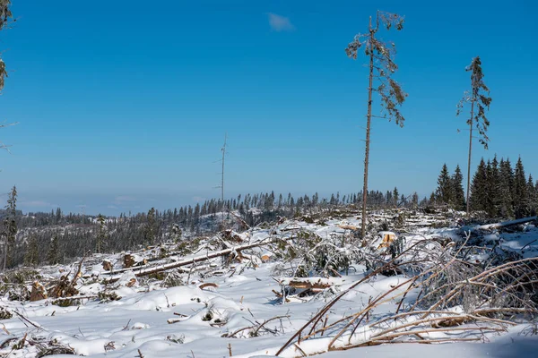 Forêt Pins Hiver Détruite Affectée Par Une Puissante Tempête Neige — Photo