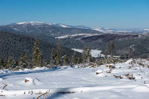 Zimowy Las Sosnowy Zniszczony Przez Potężną Burzę Śnieżną Katastrofa Naturalna — Zdjęcie stockowe