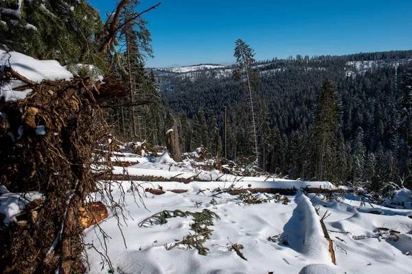 Winter Kiefernwald Zerstört Von Einem Mächtigen Schneesturm Betroffen Naturkatastrophe — Stockfoto