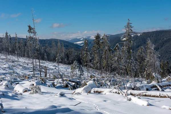 冬の松の木の森は 強力な吹雪の影響を受けて破壊された 自然災害 — ストック写真