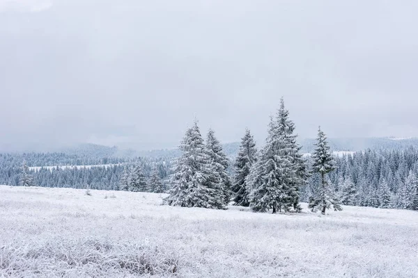 Pejzaż Zimowy Bajki Śniegiem Pokryte Choinki — Zdjęcie stockowe