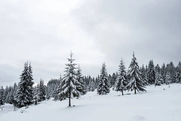 Paisaje Invierno Hadas Con Árboles Navidad Cubiertos Nieve — Foto de Stock