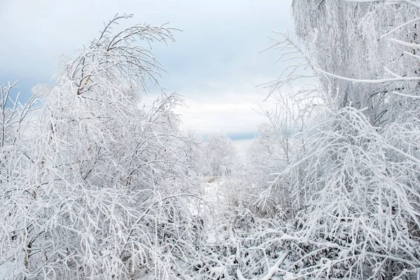Зимние Деревья Покрытые Инеем Римом Снегом — стоковое фото