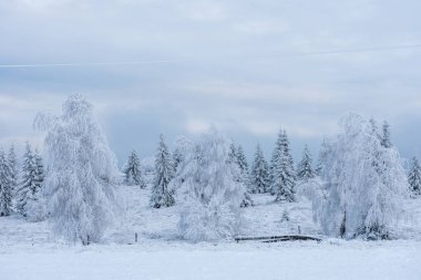Donmuş Ağaçlar dağlarda kar kaplı. Noel zamanı, kış tatil kavramı