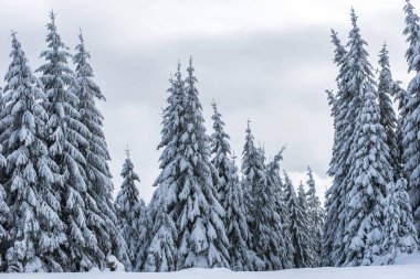 Kış harikalar diyarı, çam ağaçları taze karla kaplı.