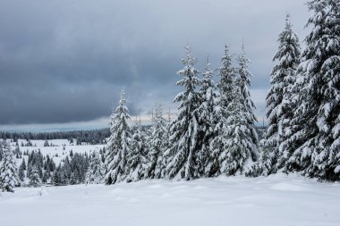 Noel arkaplanı, kışın karla kaplı orman manzarası 