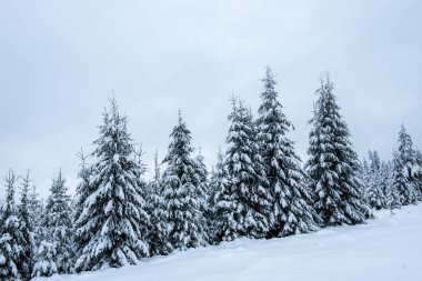Ağaçlarda kar olan güzel kış manzarası