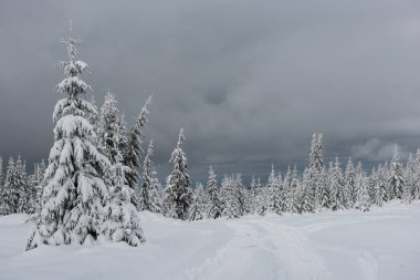 Karla kaplı köknar ağacı ormanıyla inanılmaz kış manzarası.