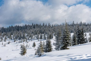 Ağaçlarda kar olan güzel kış manzarası