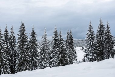 Kış harikalar diyarı, çam ağaçları taze karla kaplı.