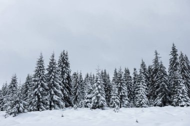 Ağaçlarda kar olan güzel kış manzarası