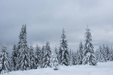 Noel arka plan karlı köknar ağaçları ile. Muhteşem kış manzarası