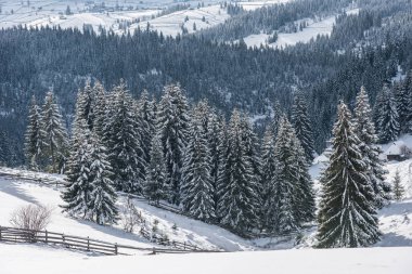 Noel arka plan karlı köknar ağaçları ile. Muhteşem kış manzarası