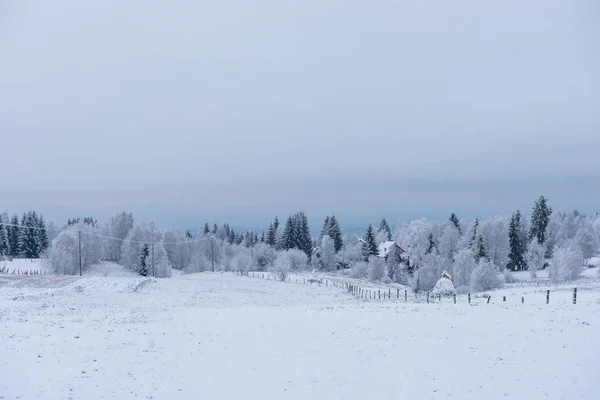 Neve Cobriu Árvores Congeladas Nas Montanhas Tempo Natal Conceito Férias — Fotografia de Stock
