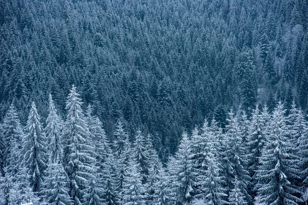 Karla Kaplı Köknar Ağacı Ormanıyla Inanılmaz Kış Manzarası — Stok fotoğraf