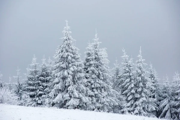 Weihnachten Hintergrund Malerischen Schneebedeckten Wald Winter — Stockfoto