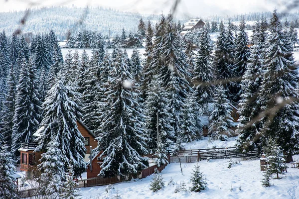 Maravilla Invernal Bosque Abetos Cubierto Nieve Fresca — Foto de Stock