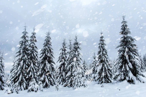 Snötäckta Granar Vinter Skogen Vid Snöfall Snöflingor Och Jul Koncept — Stockfoto