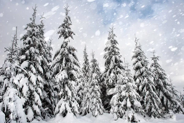 下雪时冬天森林里的雪杉木树 雪花与圣诞概念 — 图库照片