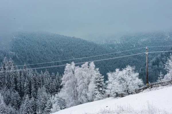 積雪のモミの木でクリスマスの背景 驚くべき冬の風景 — ストック写真