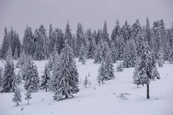 Schneebedeckte Tannen Und Raureif Den Bergen — Stockfoto