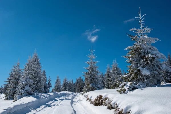 Alberi Ghiacciati Coperti Neve Sulle Montagne Tempo Natale Concetto Vacanza — Foto Stock