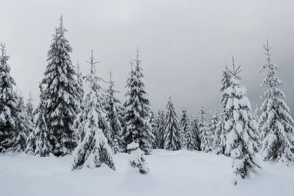 雪に覆われたモミの木の森と素晴らしい冬の風景 — ストック写真