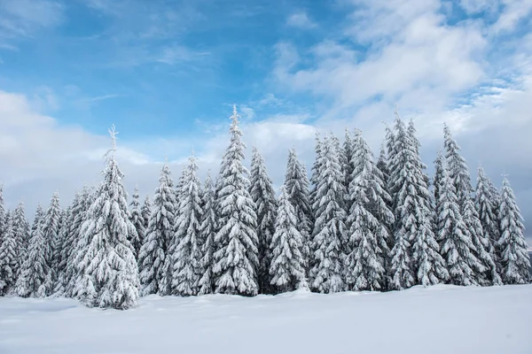 圣诞背景下 冬季山清水秀的雪覆林 — 图库照片