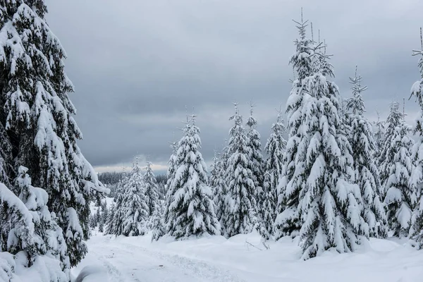 雪に覆われたモミの木と冬の風景 クリスマスポストカードのコンセプト — ストック写真