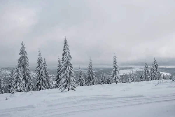 Noel Arka Plan Karlı Köknar Ağaçları Ile Muhteşem Kış Manzarası — Stok fotoğraf