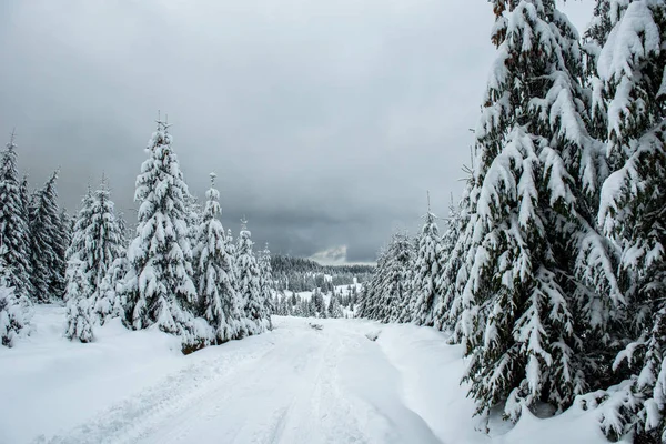Weihnachten Hintergrund Mit Schneebedeckten Tannen Wunderbare Winterlandschaft — Stockfoto