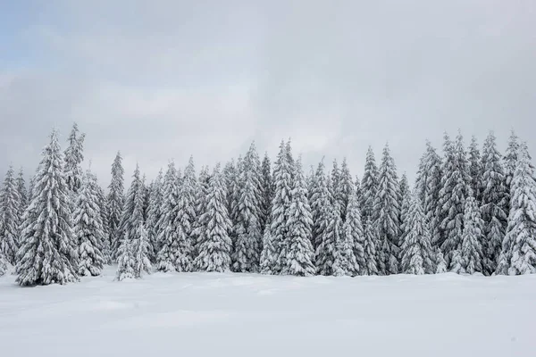 Vinterlandskap Med Snötäckta Granar Julkort Koncept — Stockfoto