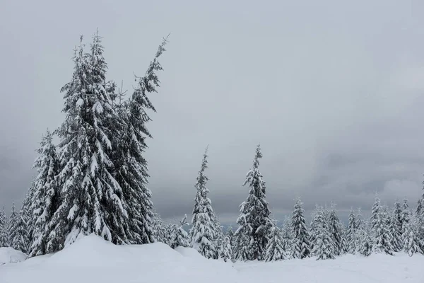 Winterlandschap Met Besneeuwde Dennenbomen Kerstkaart Concept — Stockfoto