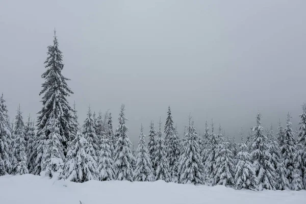 圣诞节背景下有雪杉木树 壮观的冬天风景 — 图库照片