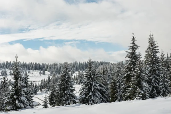 Köknar Ağaçlarıyla Kaplı Kış Manzarası Noel Kartı Konsepti — Stok fotoğraf