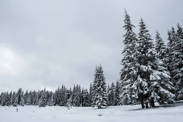 Schnee Bedeckte Gefrorene Bäume Den Bergen Weihnachtszeit Winterferienkonzept — Stockfoto