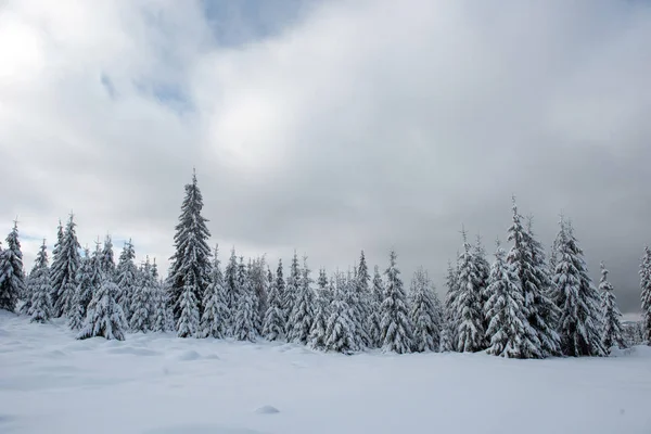 Increíble Paisaje Invierno Con Bosque Abeto Cubierto Nieve — Foto de Stock