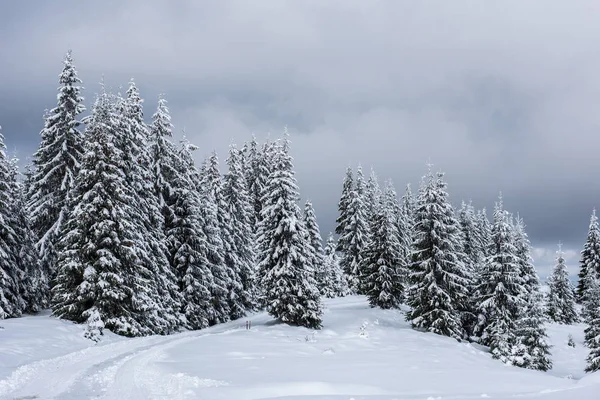 Weihnachten Hintergrund Malerischen Schneebedeckten Wald Winter — Stockfoto