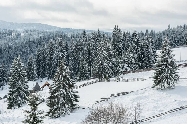 Increíble Paisaje Invierno Con Bosque Abeto Cubierto Nieve — Foto de Stock