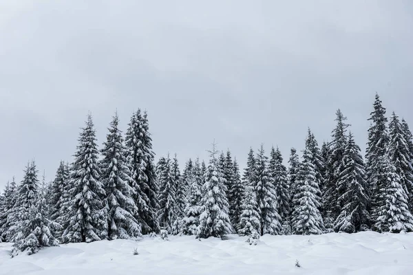 Beau Paysage Hivernal Avec Neige Sur Les Arbres — Photo