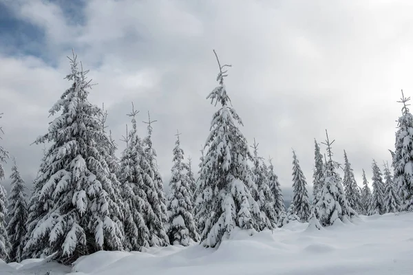 Fond Noël Avec Sapins Neigeux Paysage Hivernal Incroyable — Photo