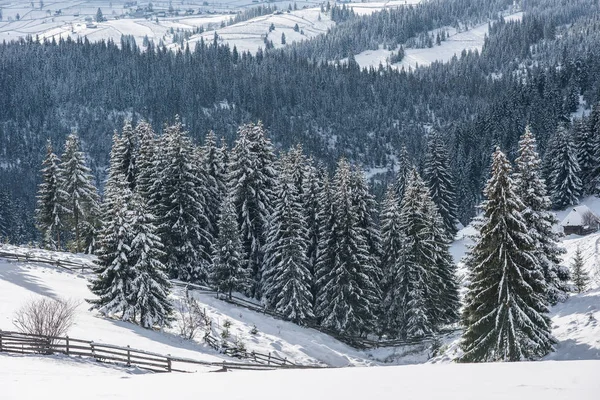 Sfondo Natalizio Con Abeti Innevati Incredibile Paesaggio Invernale — Foto Stock