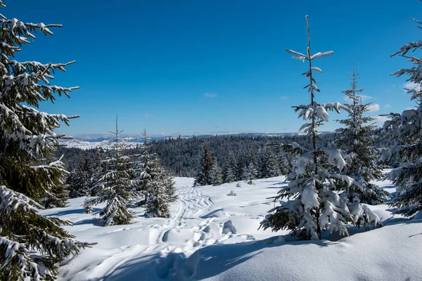 Beautiful Winter Landscape Snow Trees — Stock Photo, Image