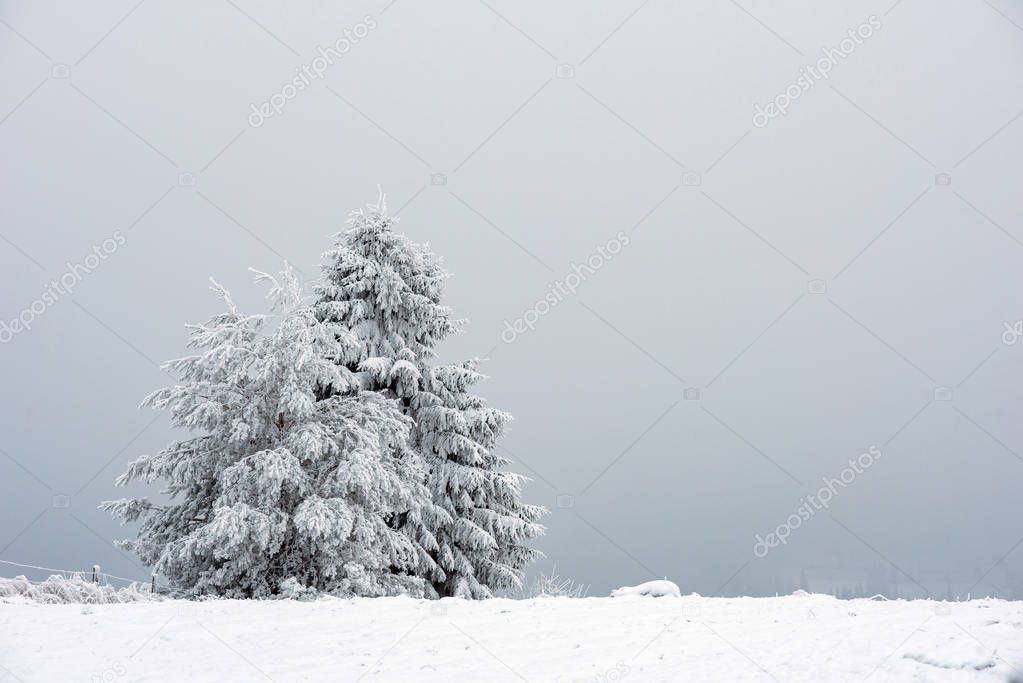 Snow covered frozen trees in the mountains. Christmas time, winter holiday concept